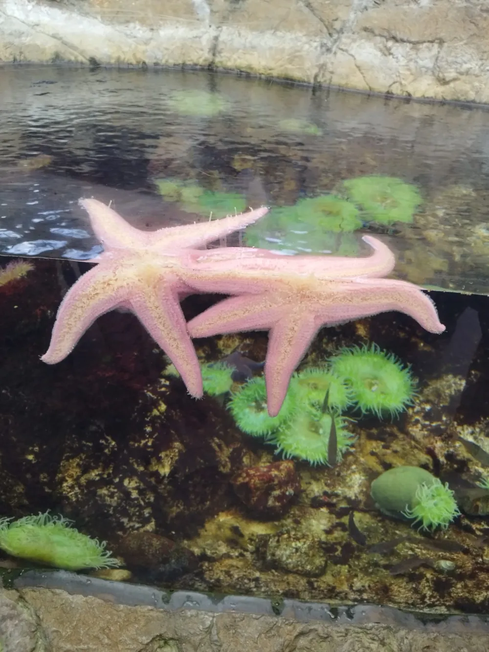 Visita ao Oceanário de Lisboa