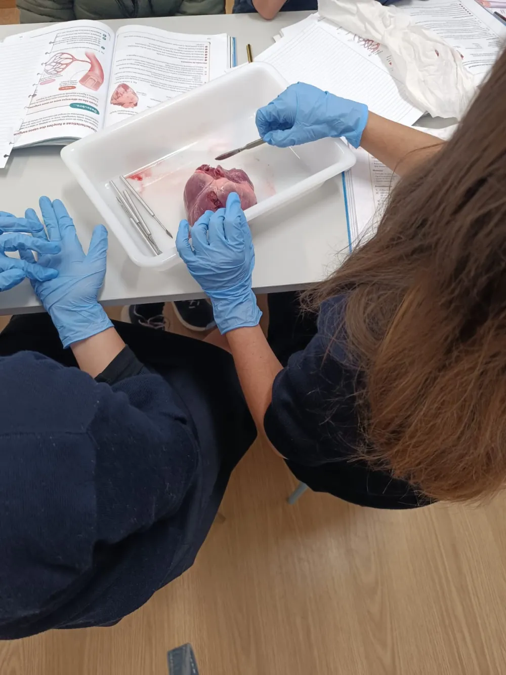 6&ordm; Ano | Constitui&ccedil;&atilde;o do cora&ccedil;&atilde;o 