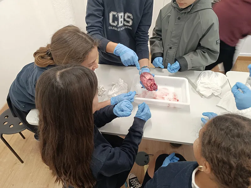 6&ordm; Ano | Constitui&ccedil;&atilde;o do cora&ccedil;&atilde;o 